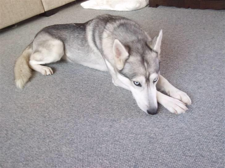 Siberian husky Shellie - Afslappet billede 2