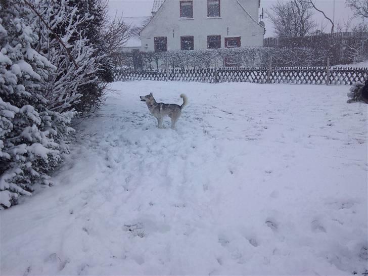 Siberian husky Shellie - Fanger snebolde der kommer ned fra busken? Hmm.. billede 3