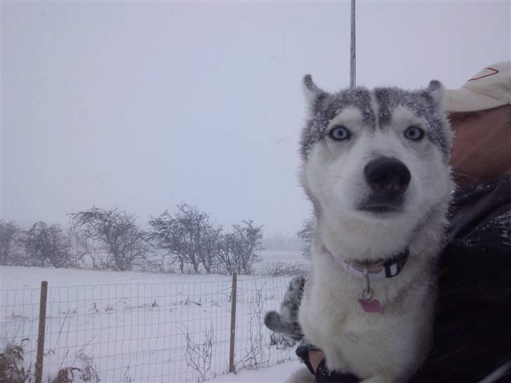 Siberian husky Shellie - I favnen på far midt i snevejret billede 4