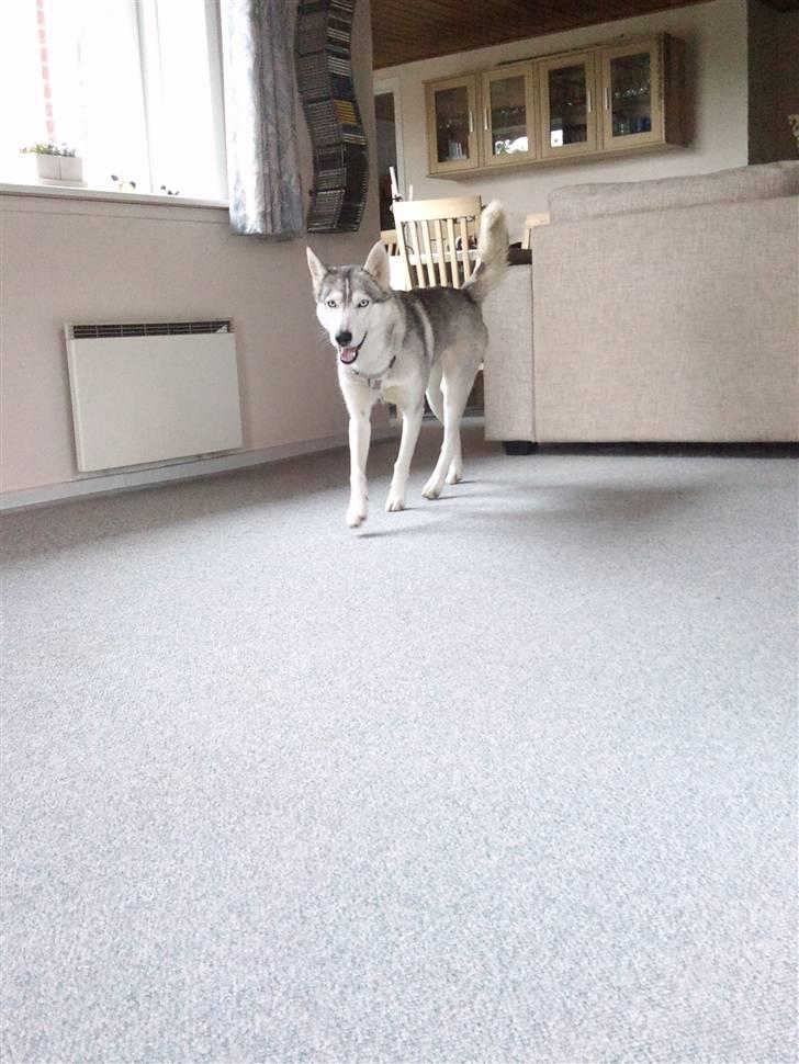 Siberian husky Shellie - Hvad laver du der på gulvet, mor? billede 5