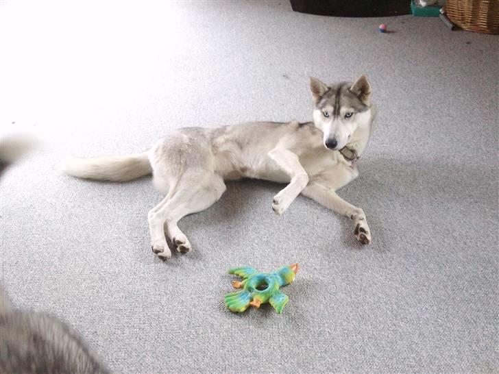 Siberian husky Shellie - Holder øje med dig Kenzo billede 6