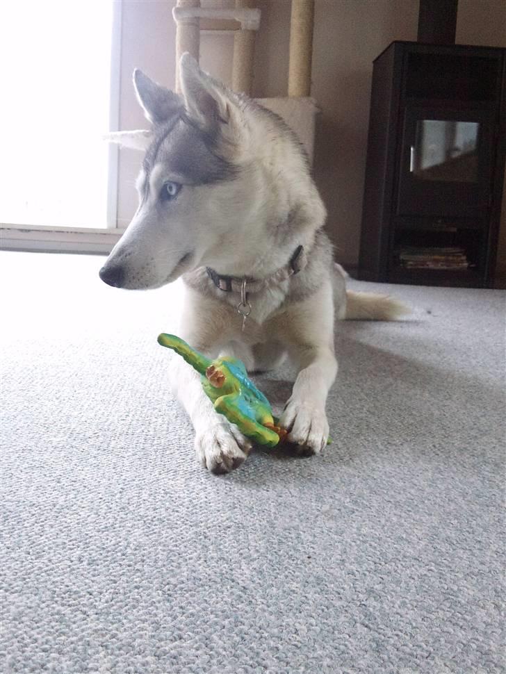 Siberian husky Shellie - Mit pivedyr billede 7