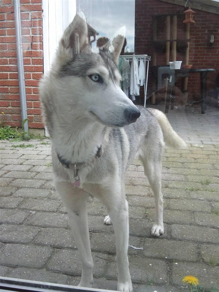 Siberian husky Shellie - I havestuen billede 9