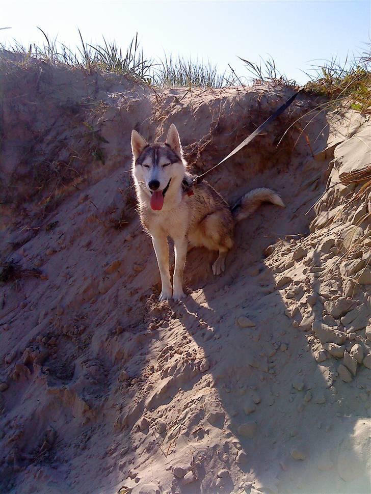 Siberian husky Shellie - På stranden på Rømø billede 10