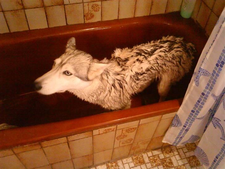 Siberian husky Shellie - Bad er ikke en ynglings aktivitet :P billede 11