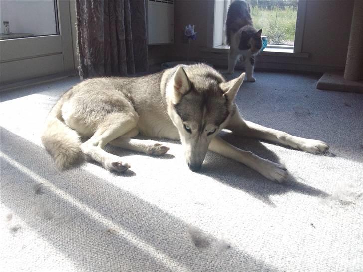Siberian husky Shellie - Midt i forårs fældning 2010 billede 12