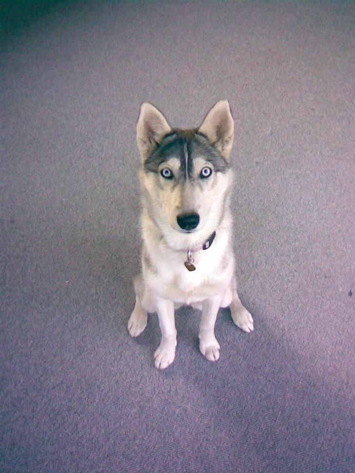 Siberian husky Shellie - 6 mdr -dejlige blå øjne billede 13