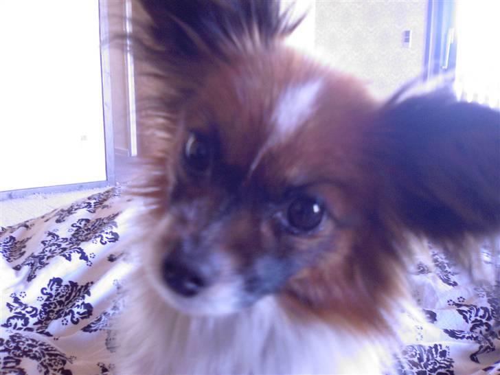 Papillon Balou billede 13