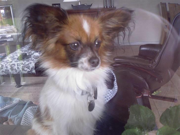 Papillon Balou billede 14