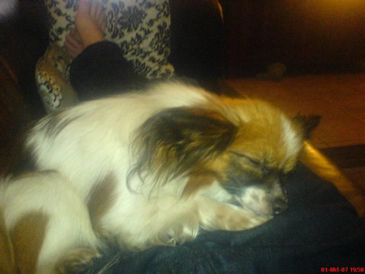 Papillon Balou billede 15