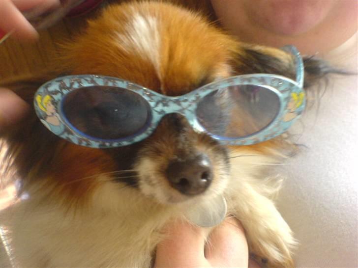 Papillon Balou billede 16