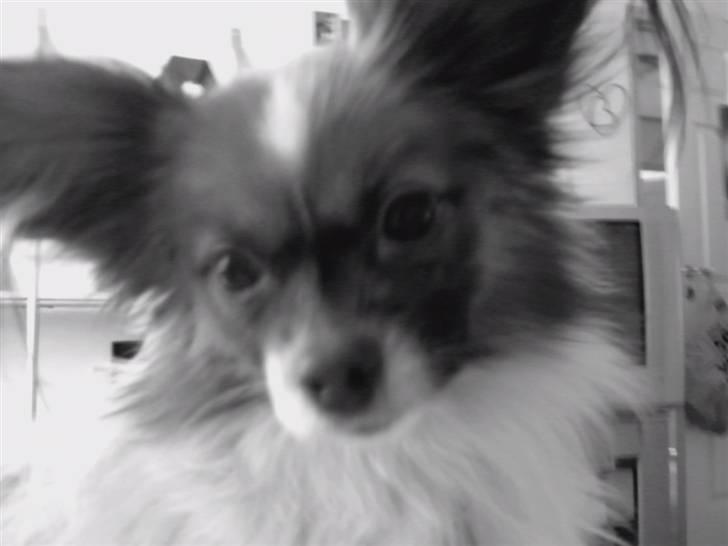 Papillon Balou billede 17