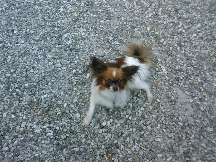 Papillon Balou billede 20