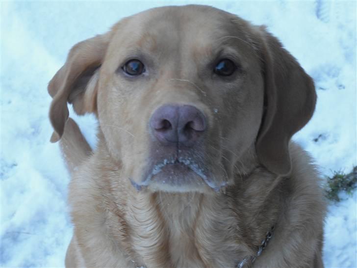 Labrador retriever Rollo - Er jeg ikke bare skøn? billede 1