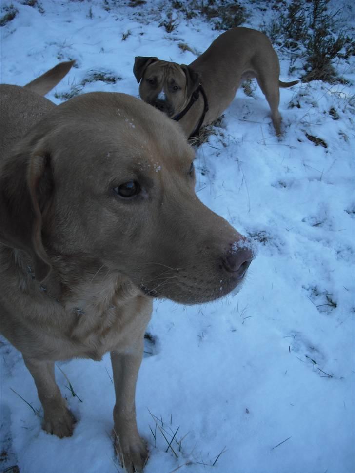 Labrador retriever Rollo billede 2