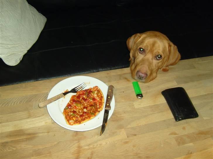 Labrador retriever Rollo - Jeg kunne altså godt spise den frysepizza for dig, far. billede 6