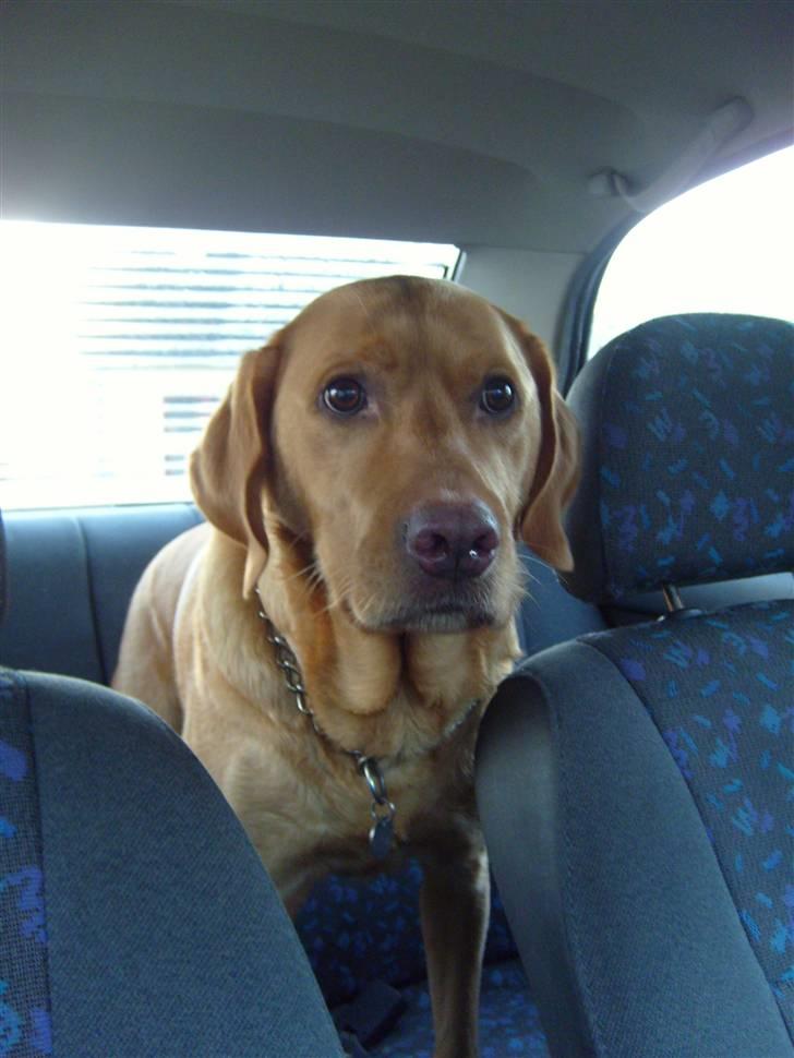 Labrador retriever Rollo - På tur i mors gamle mazda.. billede 7