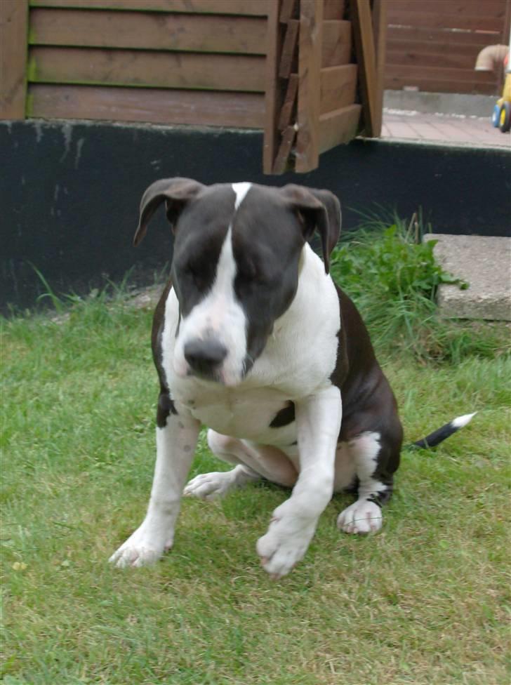 Amerikansk staffordshire terrier Baby billede 15