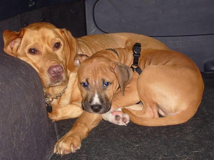 Labrador retriever Rollo - Dejligt at mor har fået en modeo på gule plader, med en masse plads til os.. billede 8