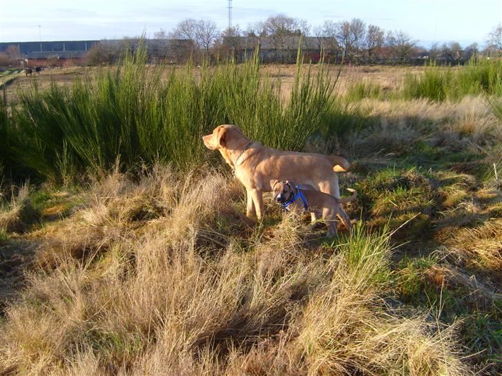 Labrador retriever Rollo - Hvad ser jeg i det fjerne? billede 9