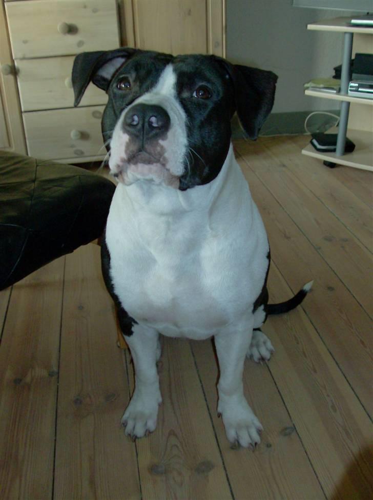 Amerikansk staffordshire terrier Baby billede 16