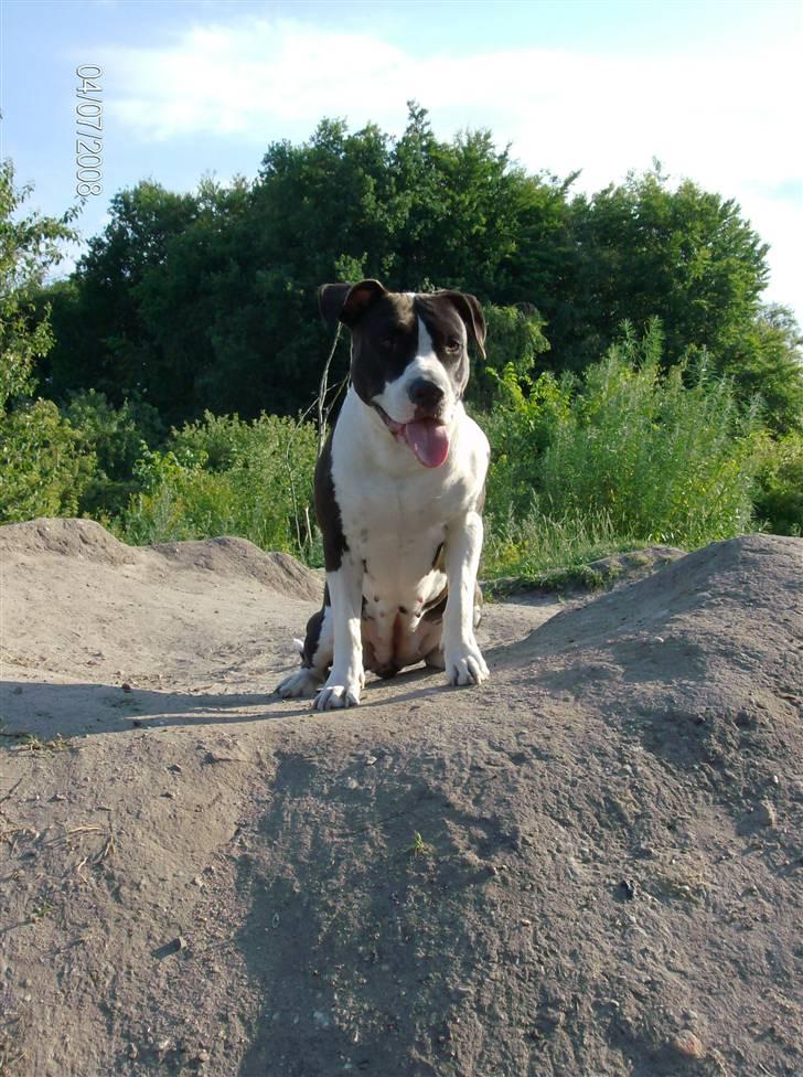 Amerikansk staffordshire terrier Baby billede 18