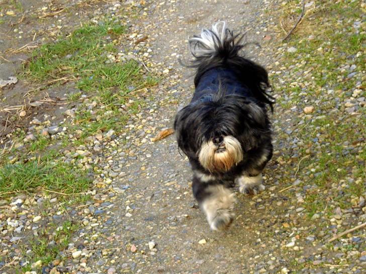 Lhasa apso - kaldenavn Bimmer billede 17