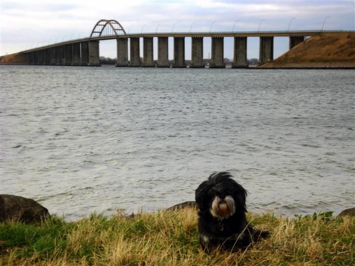 Lhasa apso - kaldenavn Bimmer billede 18