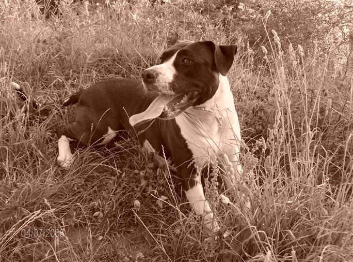 Amerikansk staffordshire terrier Baby billede 19