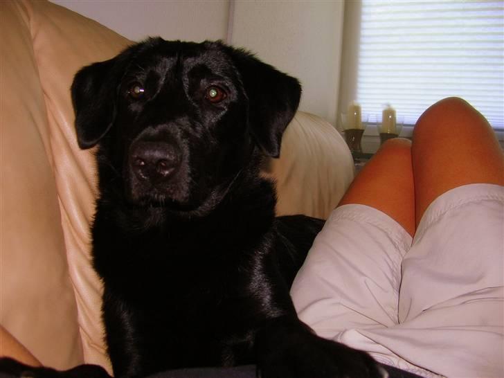 Blanding af racer - Kaldenavn Choice - Jeg er sgu da sød... billede 13