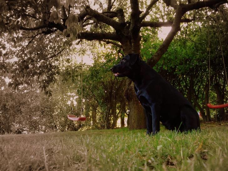 Blanding af racer - Kaldenavn Choice billede 14