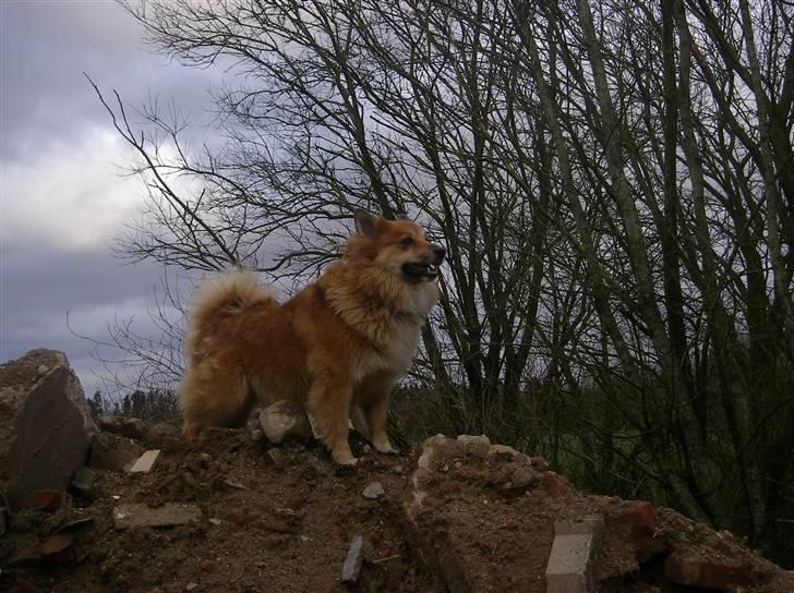 Islandsk fårehund Bonnie - Hersker:D over gården! billede 1