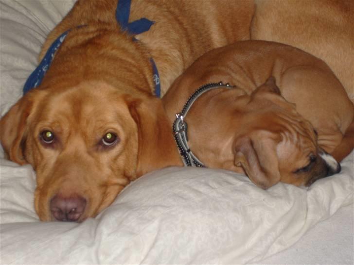 Labrador retriever Rollo - Vi er altså gået i seng.. billede 11