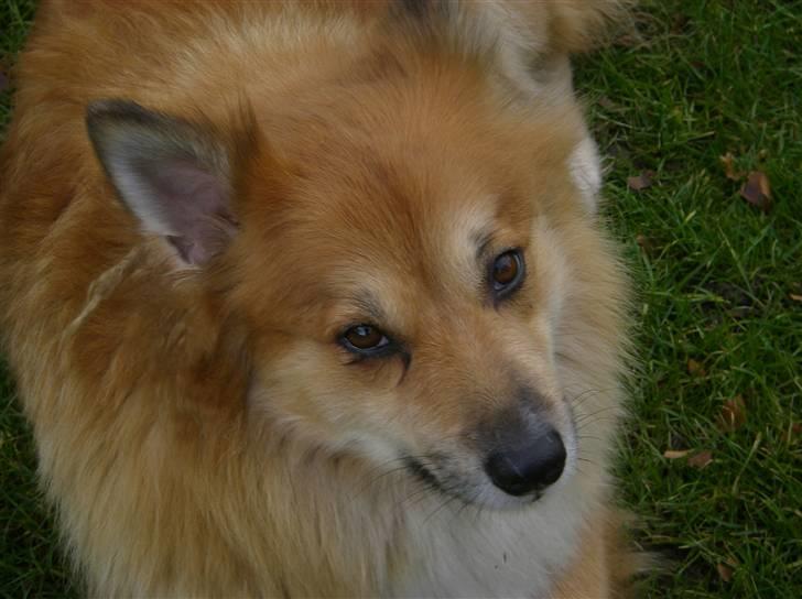 Islandsk fårehund Bonnie - Bonnie min engel<3 billede 2