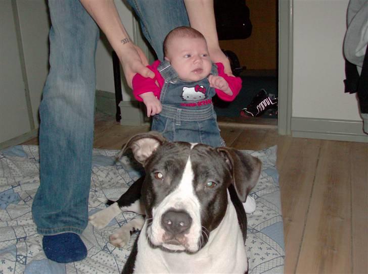 Amerikansk staffordshire terrier Baby billede 20