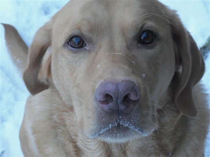 Labrador retriever Rollo billede 12