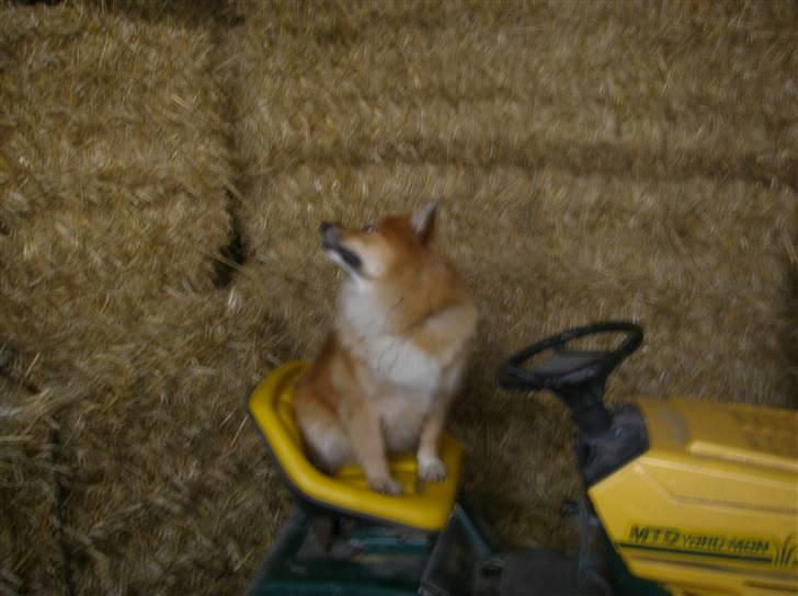 Islandsk fårehund Bonnie - Heeh sidder på en maskine... lets go! billede 3