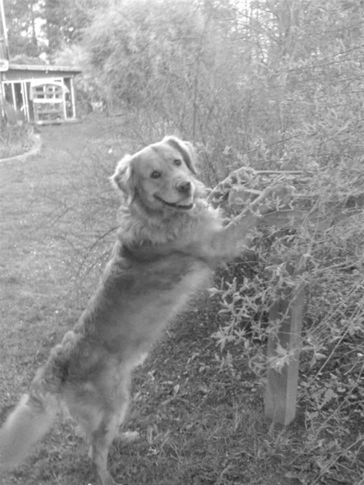 Golden retriever Tjalfe billede 16