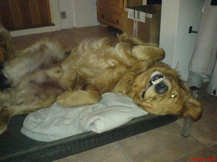 Golden retriever Tjalfe - GODNAT... så sover man ikk bedre :P billede 17