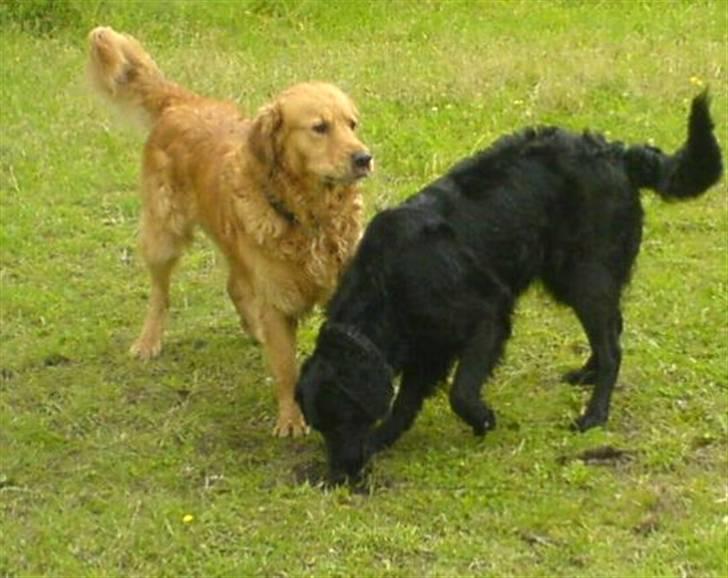 Golden retriever Tjalfe - Nuller er bare såååå dejlig.. og sjov at lege med billede 18