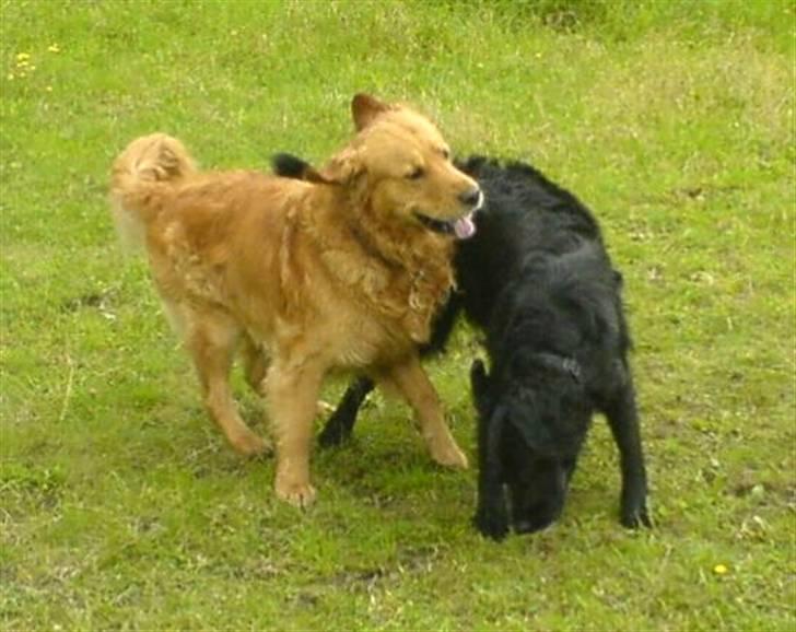 Golden retriever Tjalfe billede 19
