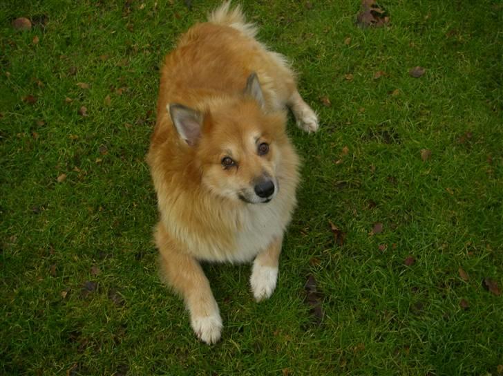 Islandsk fårehund Bonnie - Slapper af billede 4