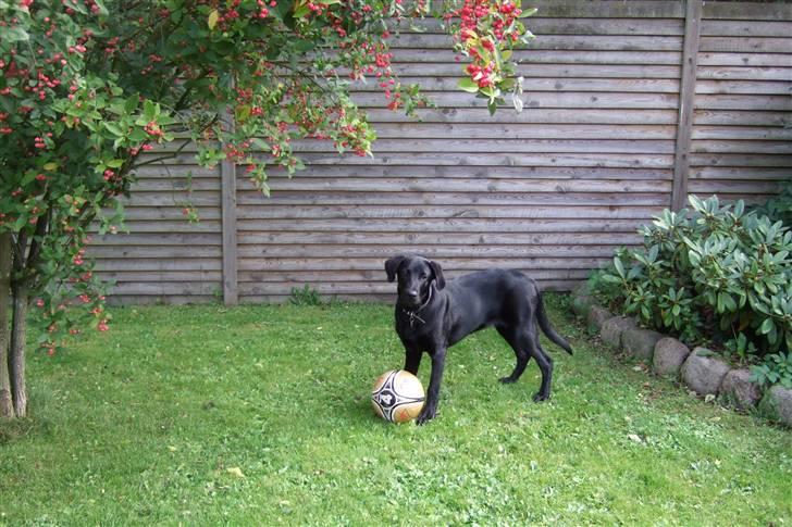 Blanding af racer osvald - Her er jeg i min egen have med min egen fodbold billede 1