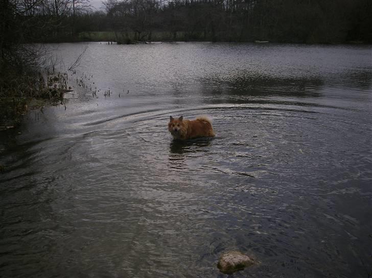 Islandsk fårehund Bonnie - Ude at bade i søen;) billede 5
