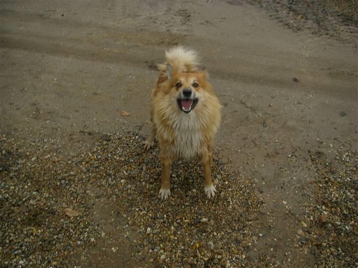 Islandsk fårehund Bonnie - Er jeg ikke dejlig våd? billede 6