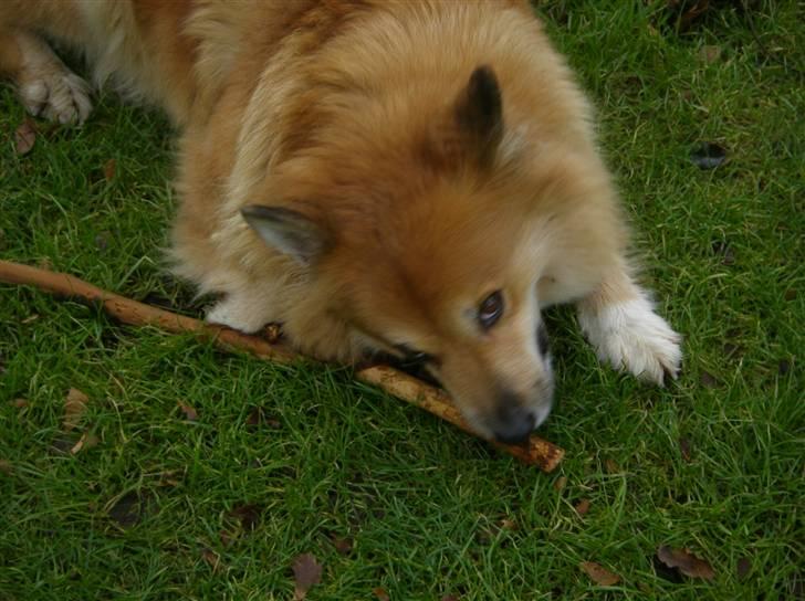 Islandsk fårehund Bonnie - Nam en pind;) billede 7