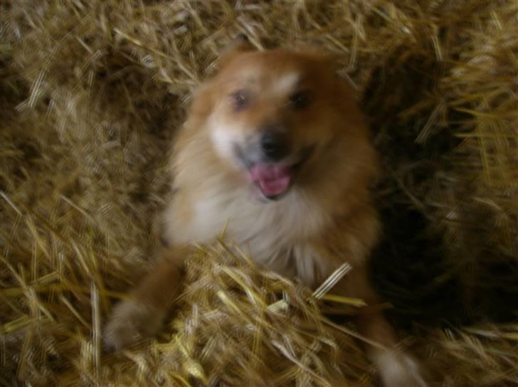 Islandsk fårehund Bonnie - Heej<3 billede 8