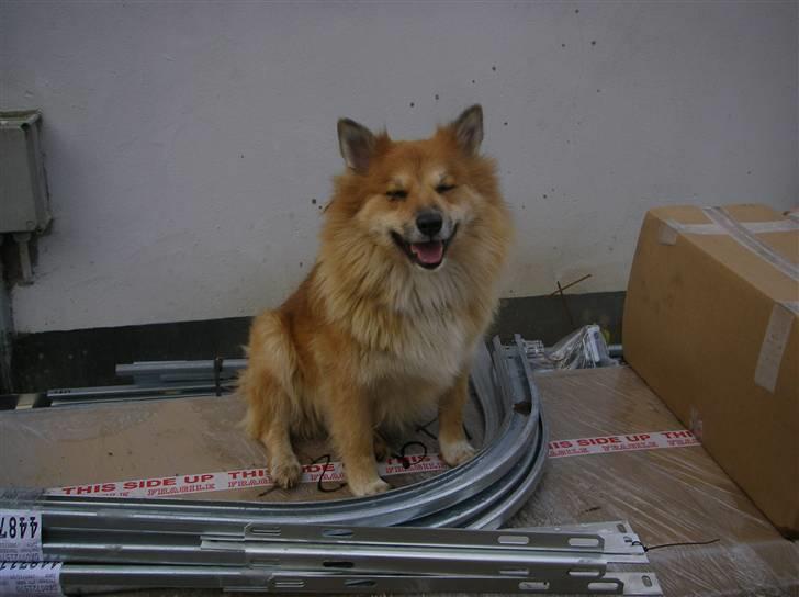 Islandsk fårehund Bonnie - Kigger ikke;) billede 9