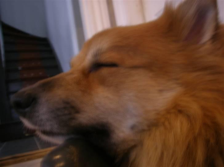 Islandsk fårehund Bonnie - Sov godt min skatl<3 billede 11