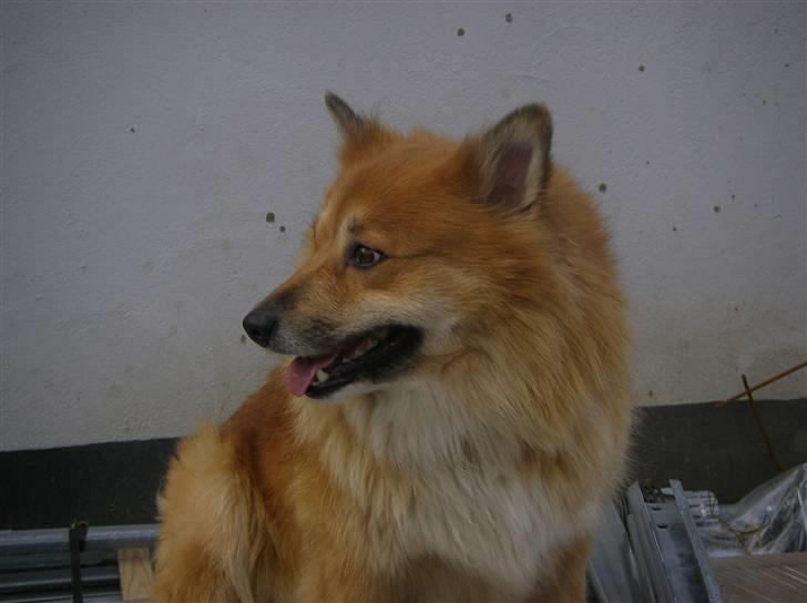 Islandsk fårehund Bonnie - Min hund, min skat, min 4 evigt<3 billede 12